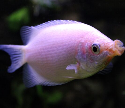 Helostoma temminckii – Beijador: Guia Completo para Aquariofilistas