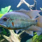 Hoplarchus psittacus – Acará-papagaio: Um Ciclídeo Imponente e Pacífico