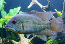 Hoplarchus psittacus – Acará-papagaio: Um Ciclídeo Imponente e Pacífico