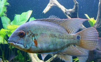 Hoplarchus psittacus – Acará-papagaio: Um Ciclídeo Imponente e Pacífico