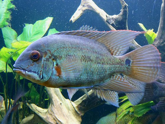 Cuida do Acará papagaio (hoplarchus psittacus) com sucesso: aprende tudo sobre parâmetros, reprodução e comportamento deste ciclídeo.