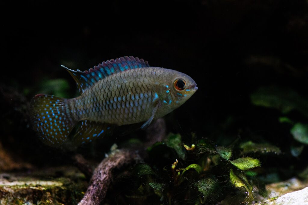 laetacara-curviceps