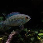 Laetacara curviceps: O Acará-Anão-de-Cabeça-Curva, Um Ciclídeo Pacífico e Fascinante para Aquários Plantados laetacara-curviceps