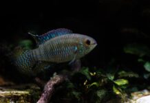 Laetacara curviceps: O Acará-Anão-de-Cabeça-Curva, Um Ciclídeo Pacífico e Fascinante para Aquários Plantados laetacara-curviceps