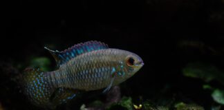 Laetacara curviceps: O Acará-Anão-de-Cabeça-Curva, Um Ciclídeo Pacífico e Fascinante para Aquários Plantados laetacara-curviceps