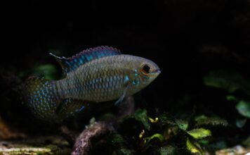 Laetacara curviceps: O Acará-Anão-de-Cabeça-Curva, Um Ciclídeo Pacífico e Fascinante para Aquários Plantados laetacara-curviceps