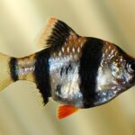 Puntigrus tetrazona: Guia Completo