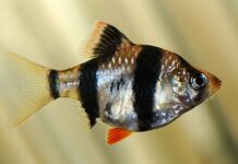 Puntigrus tetrazona: Guia Completo