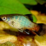 Xiphophorus maculatus: O Colorido Plati, Ideal para Iniciantes