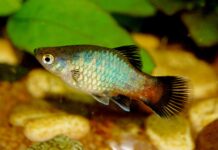 Xiphophorus maculatus: O Colorido Plati, Ideal para Iniciantes