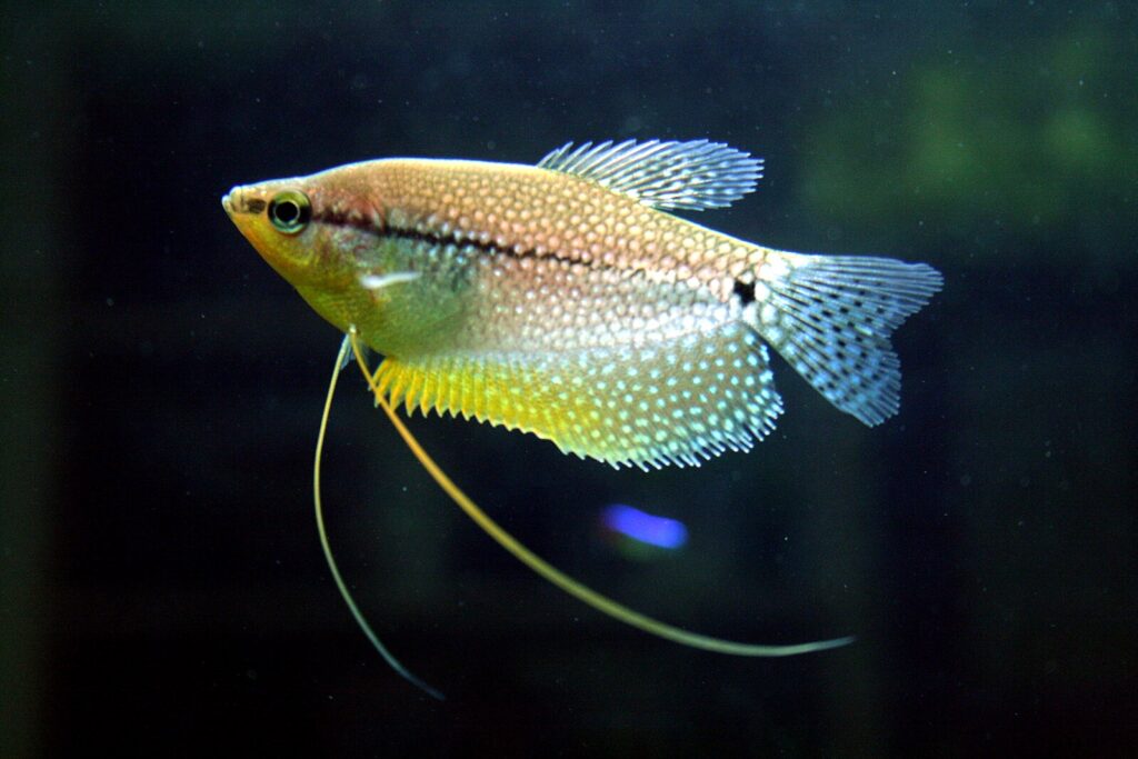 Descubra como cuidar do Gourami Pérola (Trichopodus leerii): habitat, reprodução e comportamento em aquário comunitário.
