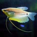 Trichopodus leerii – Gourami Pérola: Guia Completo para Aquariofilistas