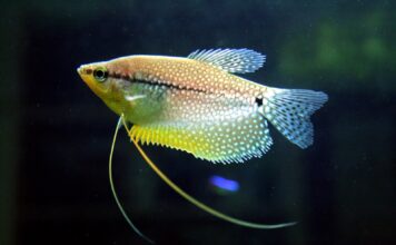 Trichopodus leerii – Gourami Pérola: Guia Completo para Aquariofilistas
