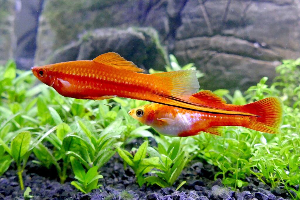 Xiphophorus hellerii espada cuidados e manutencao