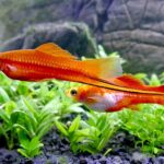 Xiphophorus hellerii: O Espada um clássico para aquarios comuns Xiphophorus hellerii