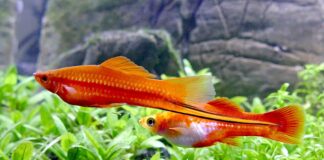 Xiphophorus hellerii