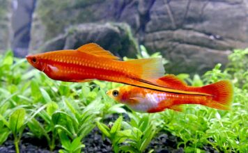 Xiphophorus hellerii: O Espada um clássico para aquarios comuns Xiphophorus hellerii