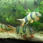 Chromobotia macracantha: O Botia-Palhaço, Um Peixe Colorido e Sociável para Aquários de Grande Porte