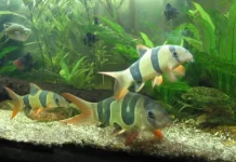 Chromobotia macracantha: O Botia-Palhaço, Um Peixe Colorido e Sociável para Aquários de Grande Porte