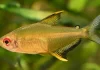 Hyphessobrycon pulchripinnis – Tetra-limão: Beleza Tropical e Personalidade Vibrante no Aquário