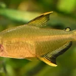 Hyphessobrycon pulchripinnis – Tetra-limão: Beleza Tropical e Personalidade Vibrante no Aquário