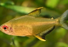 Hyphessobrycon pulchripinnis – Tetra-limão: Beleza Tropical e Personalidade Vibrante no Aquário