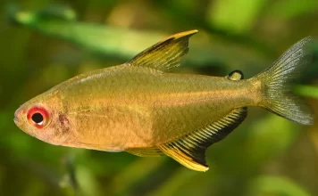 Hyphessobrycon pulchripinnis – Tetra-limão: Beleza Tropical e Personalidade Vibrante no Aquário