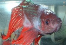 Oodiniose (Oodinium sp.) – “Doença do Veludo” em Peixes de Aquário: Como Identificar, Tratar e Prevenir