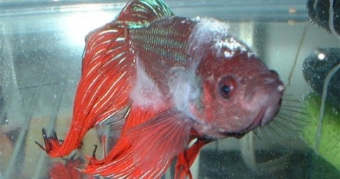 oodiniose-doenca-do-veludo-peixes
