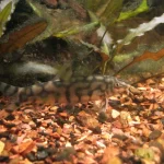 Botia almorhae – Locha-yoyo: Comportamento, Cuidados e Reprodução Botia almorhae – Locha-yoyo: Comportamento, Cuidados e Reprodução