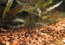 Botia almorhae – Locha-yoyo: Comportamento, Cuidados e Reprodução Botia almorhae – Locha-yoyo: Comportamento, Cuidados e Reprodução