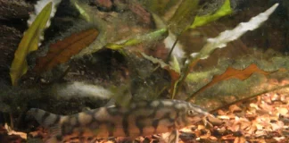 Botia almorhae – Locha-yoyo: Comportamento, Cuidados e Reprodução Botia almorhae – Locha-yoyo: Comportamento, Cuidados e Reprodução