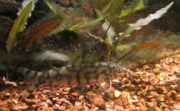 Botia almorhae – Locha-yoyo: Comportamento, Cuidados e Reprodução Botia almorhae – Locha-yoyo: Comportamento, Cuidados e Reprodução